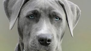 Your Dog's Eyes Hold a Universe of Love Just For You – Here's Why