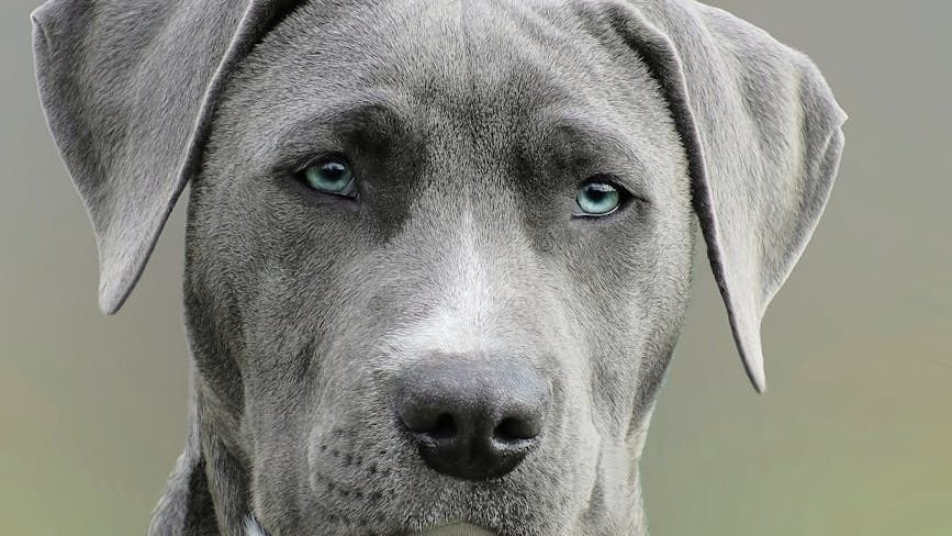 Your Dog's Eyes Hold a Universe of Love Just For You – Here's Why