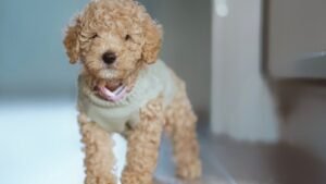 7 Dog Breeds That Are Perfect for Empty Nesters Looking for a Companion