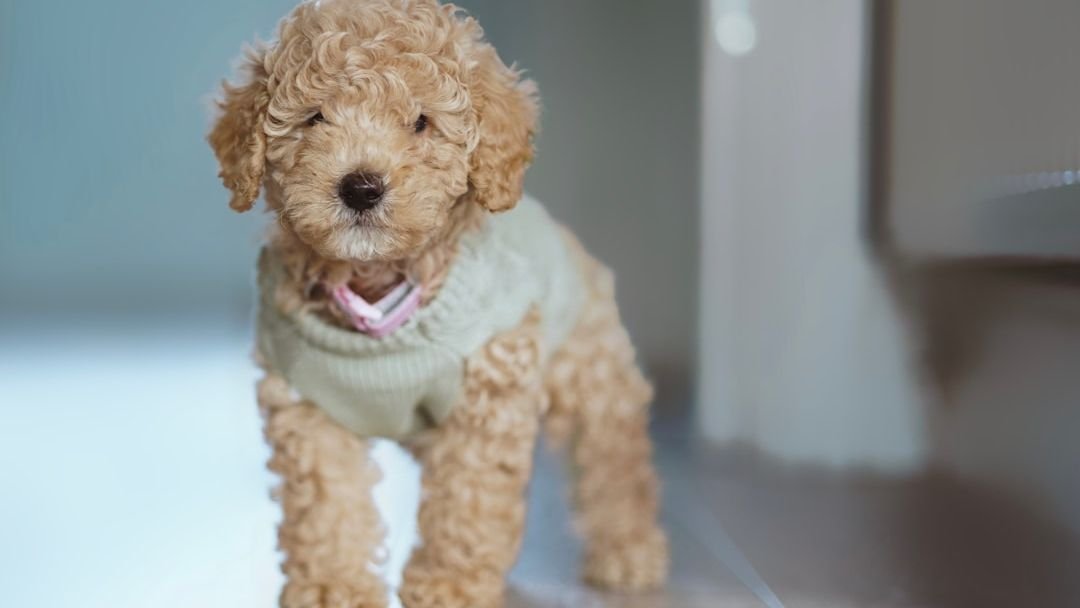 7 Dog Breeds That Are Perfect for Empty Nesters Looking for a Companion