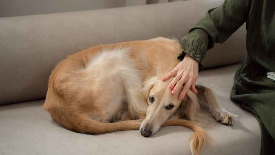 Your Dog's Daily Routine Is Their Love Letter to You: Understanding Their Habits