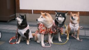 Aries Dog, Leo Owner? The Ultimate Zodiac Pairings for Unbreakable Bonds