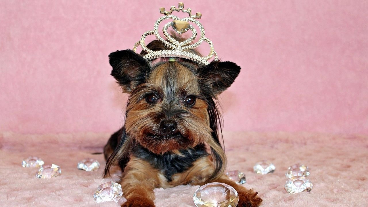 Your Dog's Zodiac Sign Reveals Their Deepest Affections and Loyalties