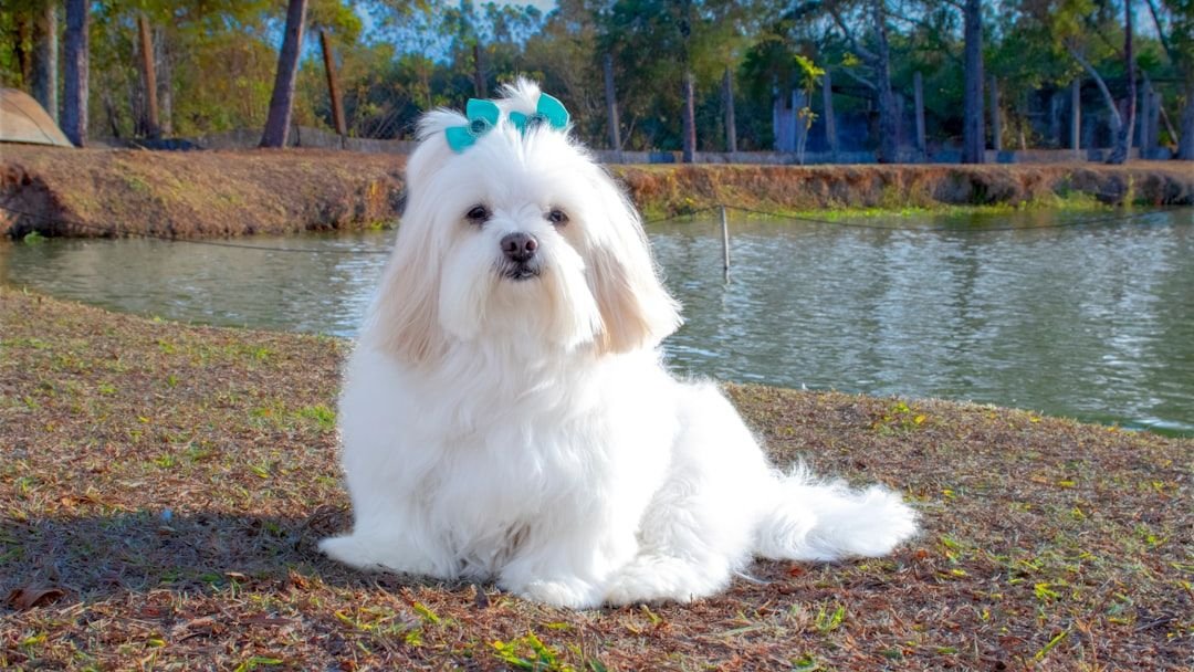 10 Dog Breeds That Are More Independent Than You Realize