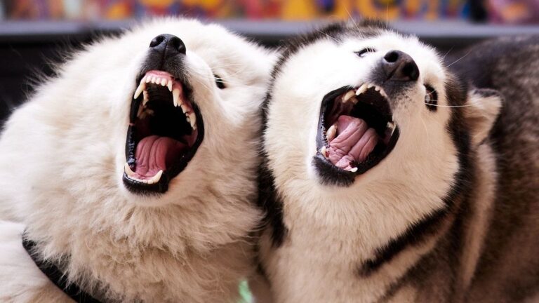 Why Huskies Are the Most Mischievous Yet Lovable Dogs on the Planet