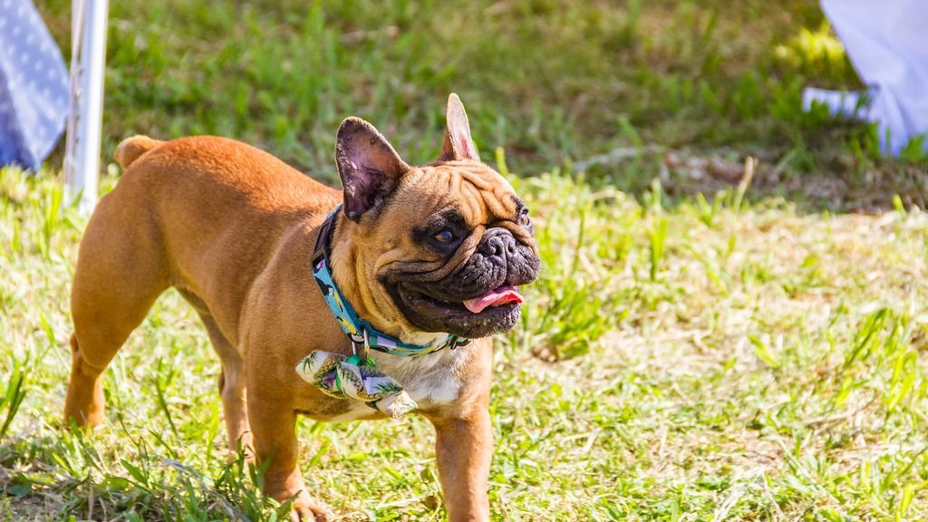 Bulldogs, Pugs, and Frenchies: The One Reason Why Vets Say To Avoid Such Breeds