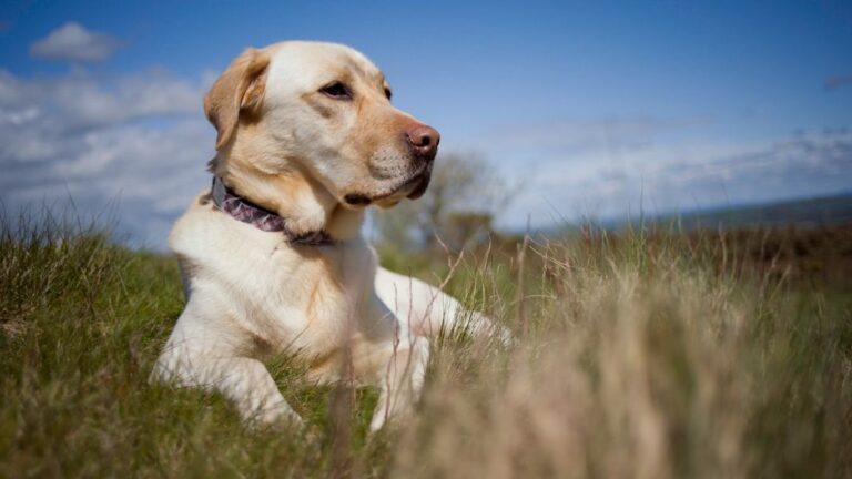 10 Dog Breeds That Will Love You More Than Any Human Can