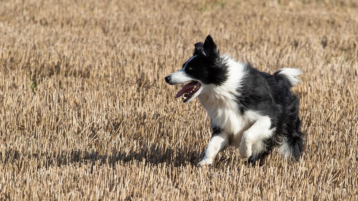 Border Collies: The Smartest Dog Breed That Needs the Right Owner