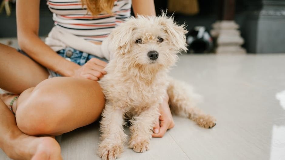 10 Small Dog Breeds That Make Excellent Calming Companions For Seniors