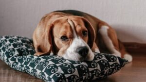 8 Signs Your Dog Might Be Bored and How to Keep Them Entertained