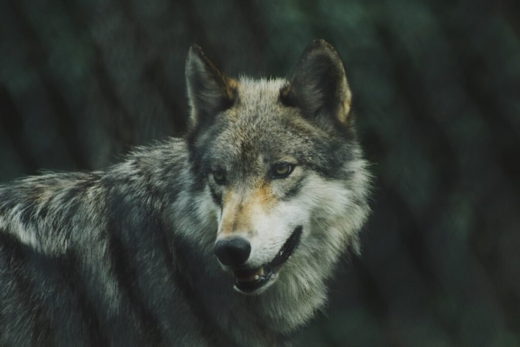 Colorado Bans Commercial Fur Sales: A Win for the Wolves