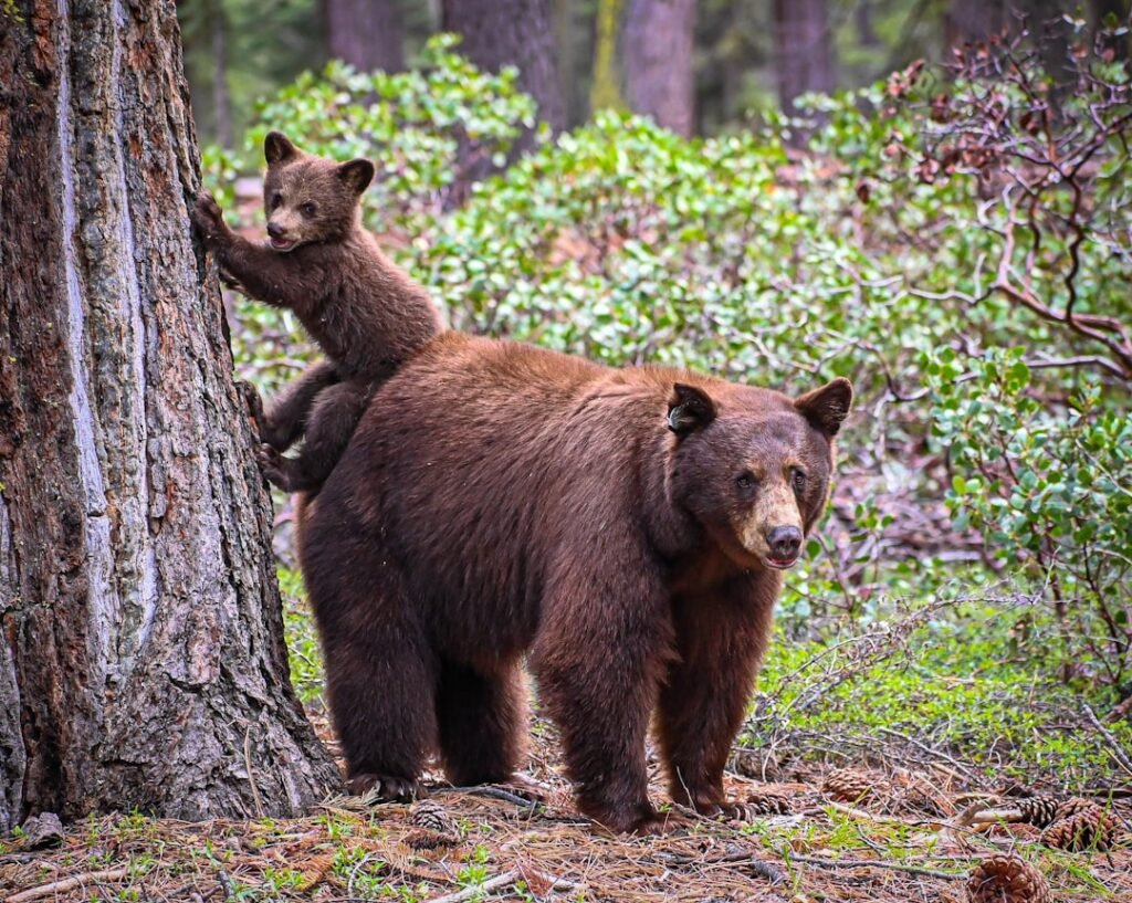 Bear That Clawed 2 People in California Is Euthanized, Orphaning Its Cubs