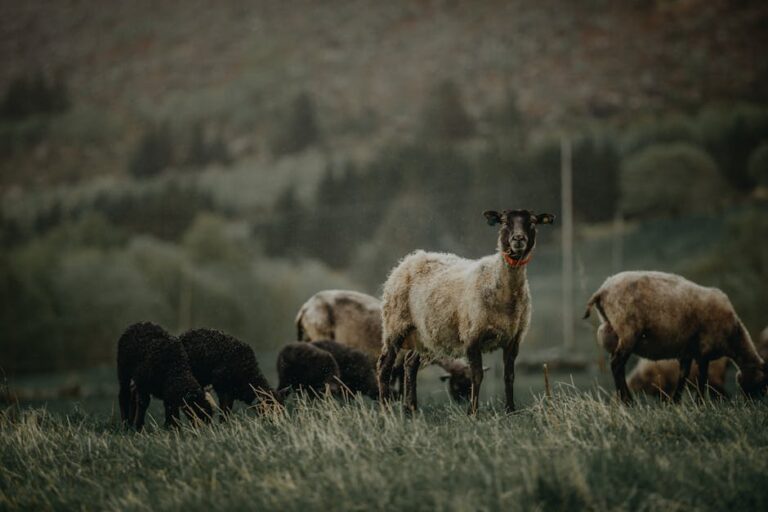 Dog owners face unlimited fines under new sheep worrying law