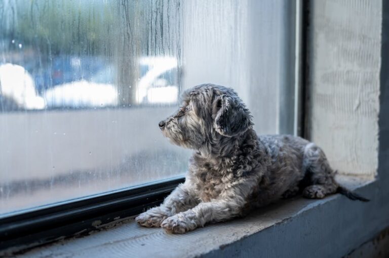 Crossbreed dogs show more behavioural problems than pure breeds, study suggests