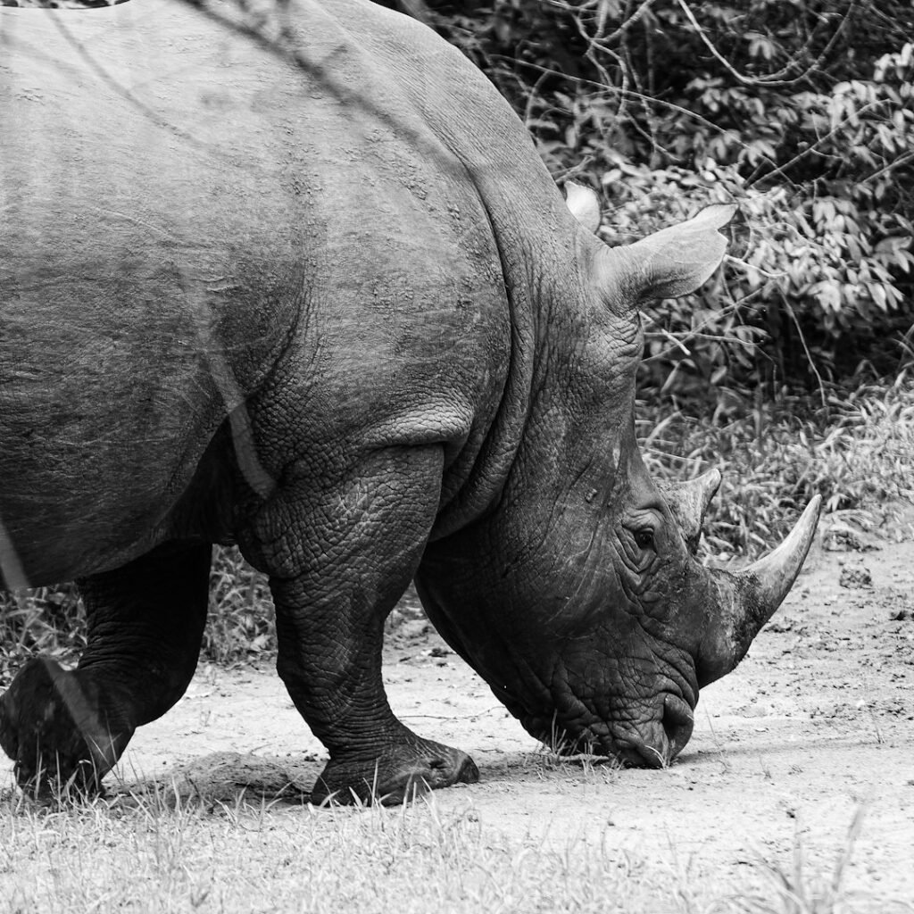 Uganda: 40 years after the last one was poached, rhinos are back