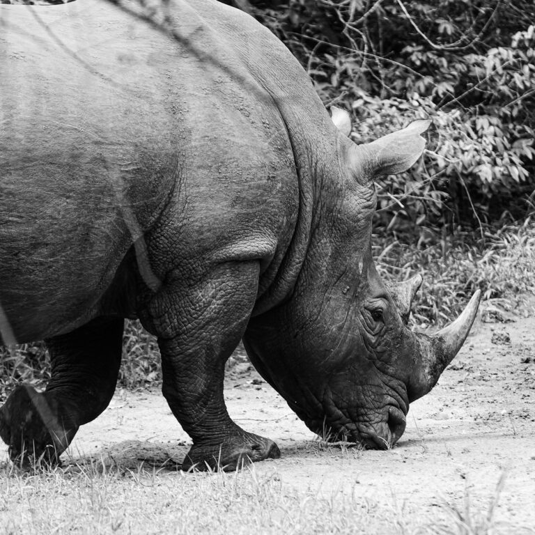 Uganda: 40 years after the last one was poached, rhinos are back