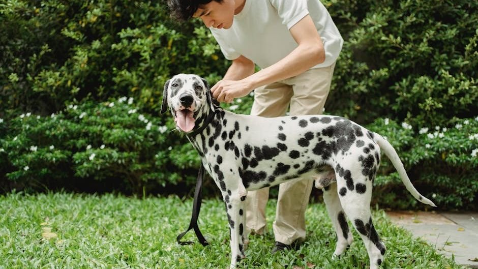 10 Simple Ways to Teach Your Dog Better Leash Manners for Enjoyable Walks