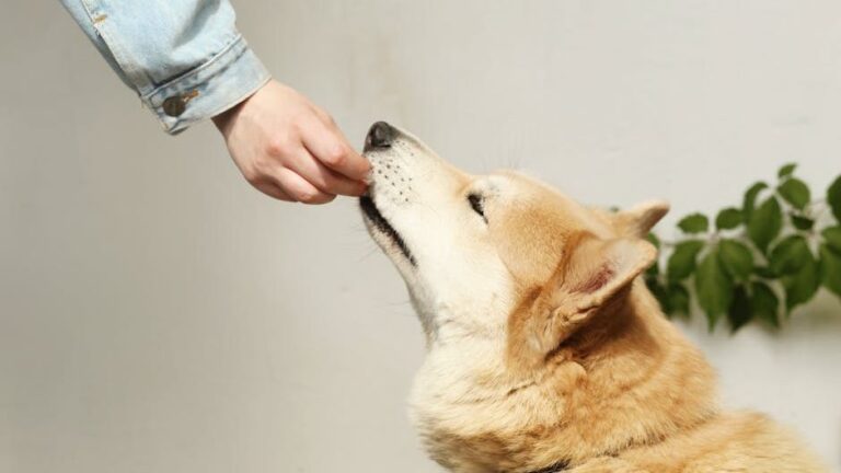 10 Things Your Dog Needs from You When They're Feeling Under the Weather