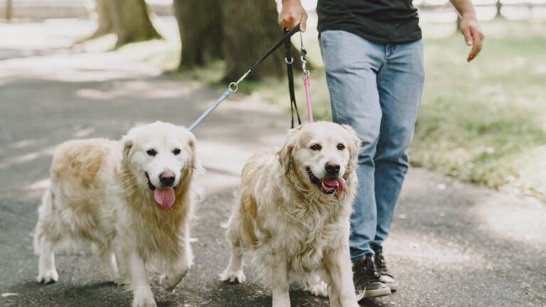 9 Essential Steps to Introduce a New Pet Into Your Dog's Home Successfully