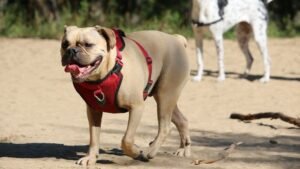 10 Common Mistakes Dog Owners Make When Choosing a New Collar or Harness