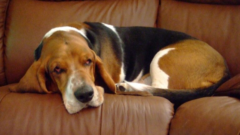 10 Dog Breeds That Are Surprisingly Low Maintenance for Busy Owners