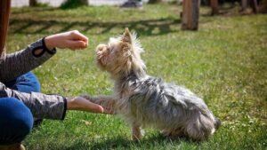 The Age-Old Debate: Are Small Dogs Truly More Demanding Than Their Larger Cousins?