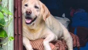 These Dog Breeds Understand Your Moods Before You Do