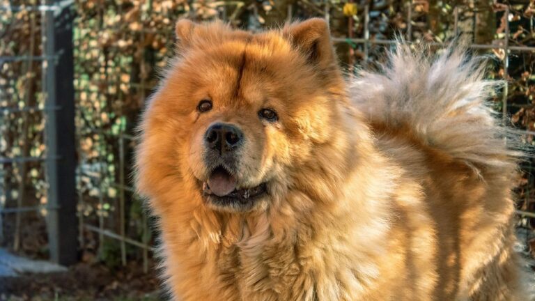 The 'Aloof' Dog Breed Myth: They Actually Just Express Love Differently