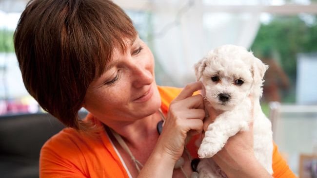 8 Dog Breeds That Age Gracefully and Remain Playful Companions