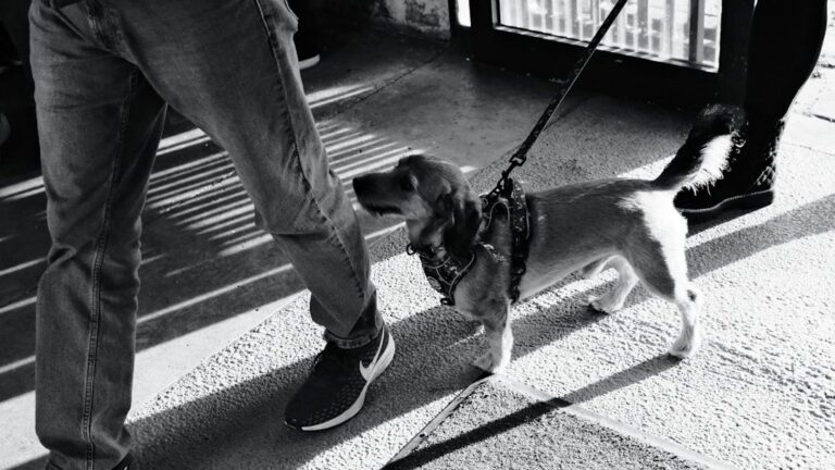 Some Dog Breeds Are Born to Be Your Constant, Loving Shadow