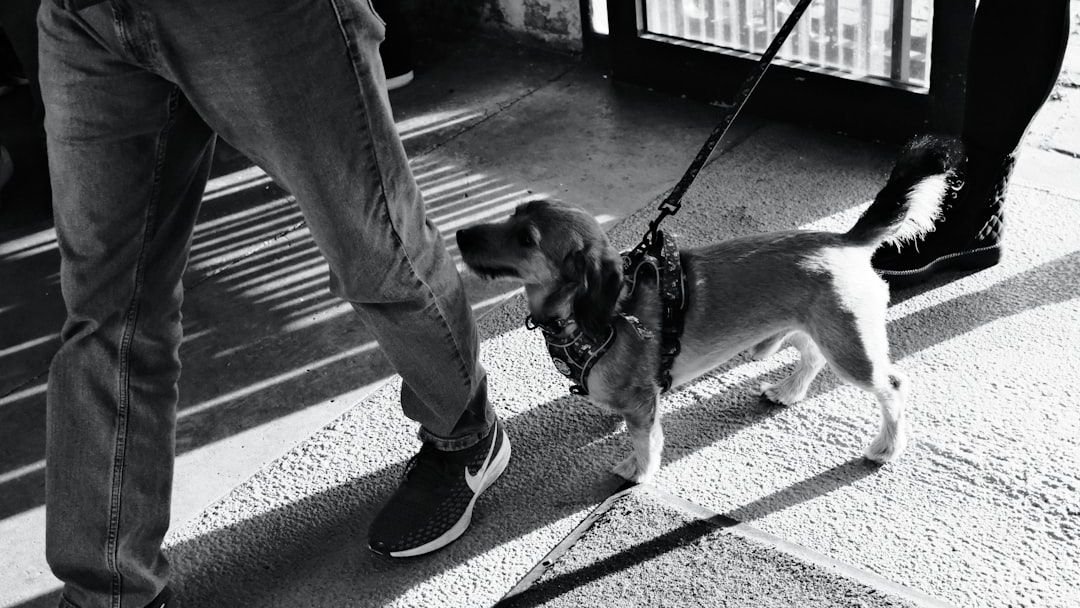 Some Dog Breeds Are Born to Be Your Constant, Loving Shadow