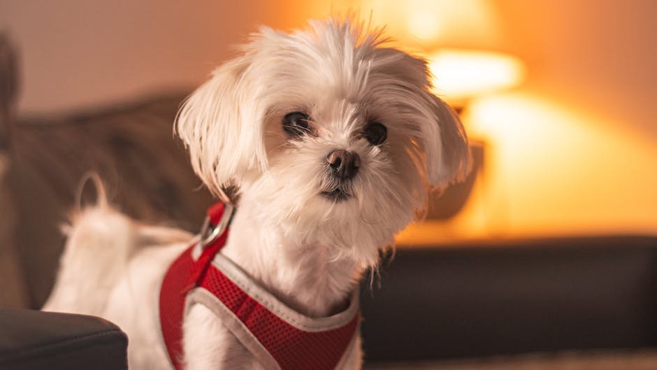 The Truth: Some Dog Breeds Truly Are Better with the Quiet Charm of Seniors