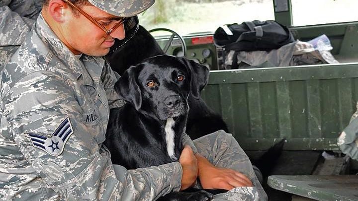 Do 'Velcro Dogs' Simply Crave Connection, Or Is There More to Their Clinginess?