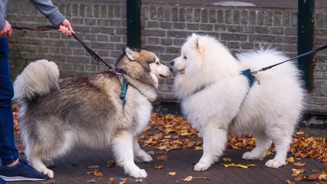 Why Do Some Dogs Greet You Like It's Been Years, Even After Five Minutes Apart?
