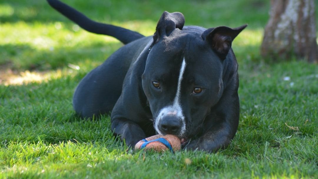 Stop Believing the Myths: These Dogs Are Far More Gentle Than You Think