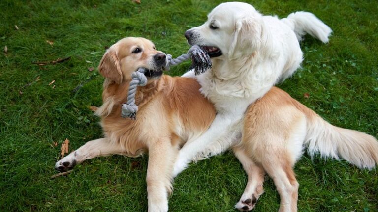 Some Dogs Just Have a Soul Connection with Their Humans – And Here's Why