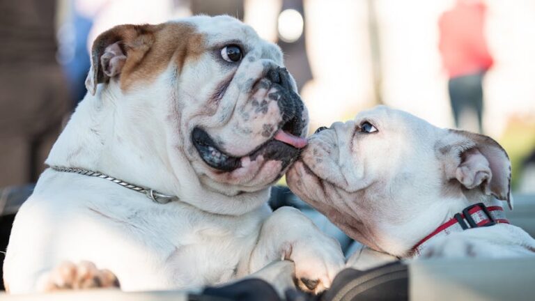 8 Dog Breeds That Are Known for Their Gentle Nature Around Children