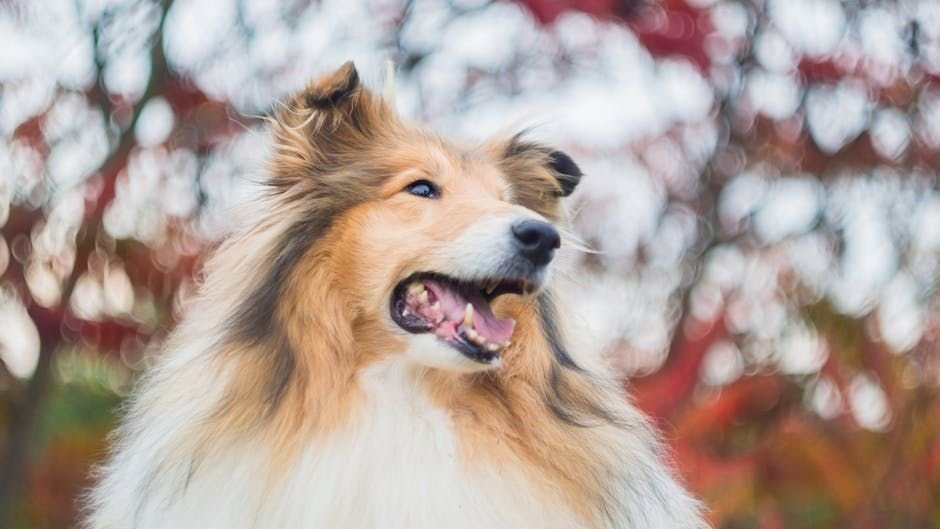 7 Dog Breeds That Are Uncannily Good at Reading Your Emotions