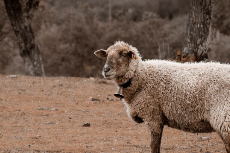 Lincolnshire Police investigate after dog attack kills 34 sheep