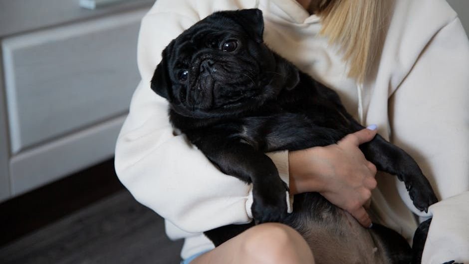 10 Dog Breeds That Are Natural Born Cuddlers (And Why They Love It)