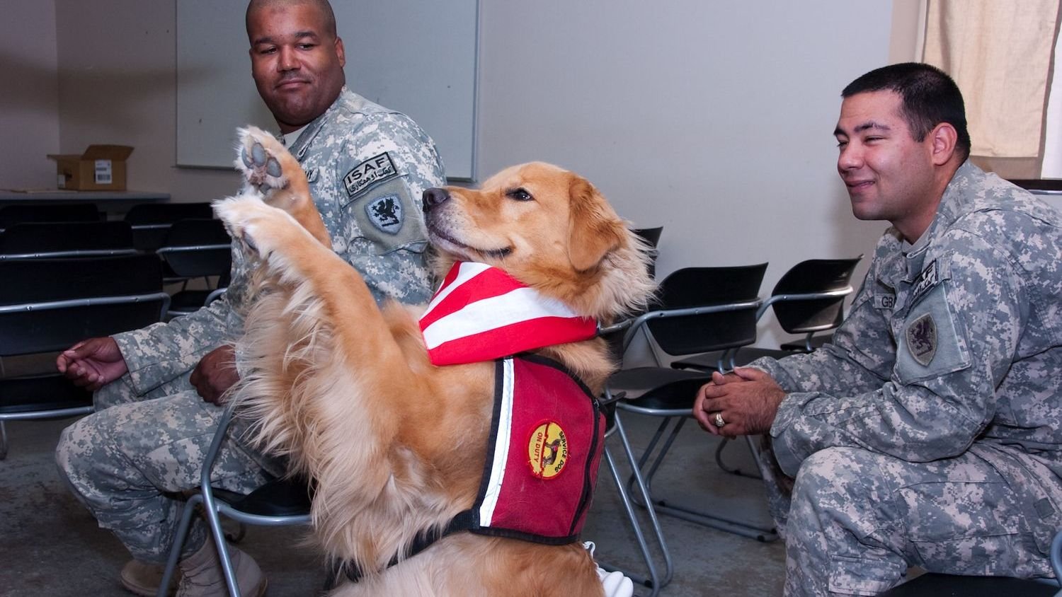 7 Dog Breeds That Are Naturally Calm and Make Great Therapy Dogs