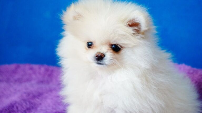 11 Dog Breeds That Are Known for Their Longevity and Healthy Lives