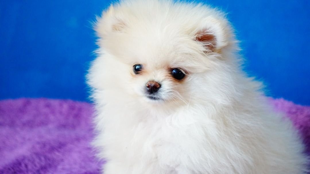 11 Dog Breeds That Are Known for Their Longevity and Healthy Lives