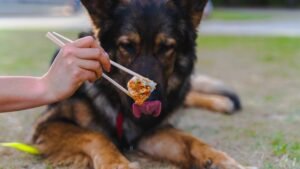9 Reasons Why Your Dog Suddenly Became Picky About Their Food