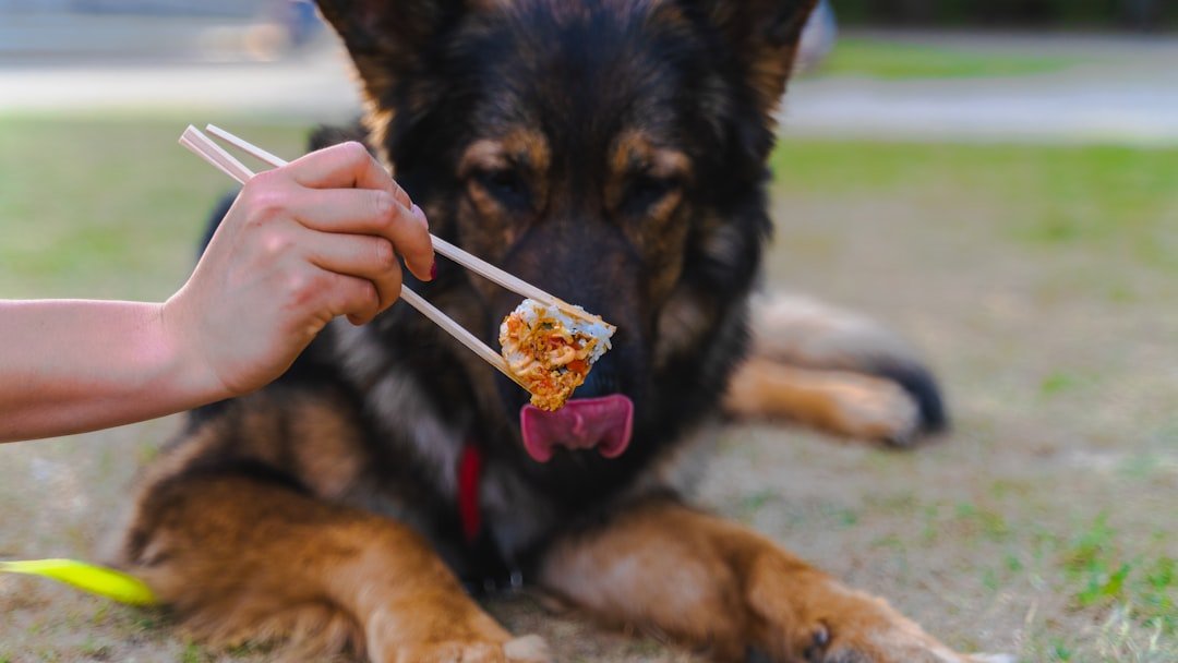 9 Reasons Why Your Dog Suddenly Became Picky About Their Food