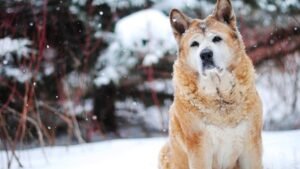 10 Dog Breeds That Love Winter Weather and Thrive in the Snow