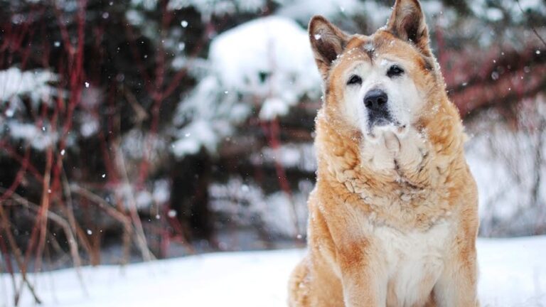 10 Dog Breeds That Love Winter Weather and Thrive in the Snow