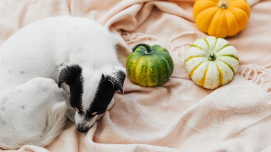 8 Natural Remedies for Common Dog Ailments You Should Know About