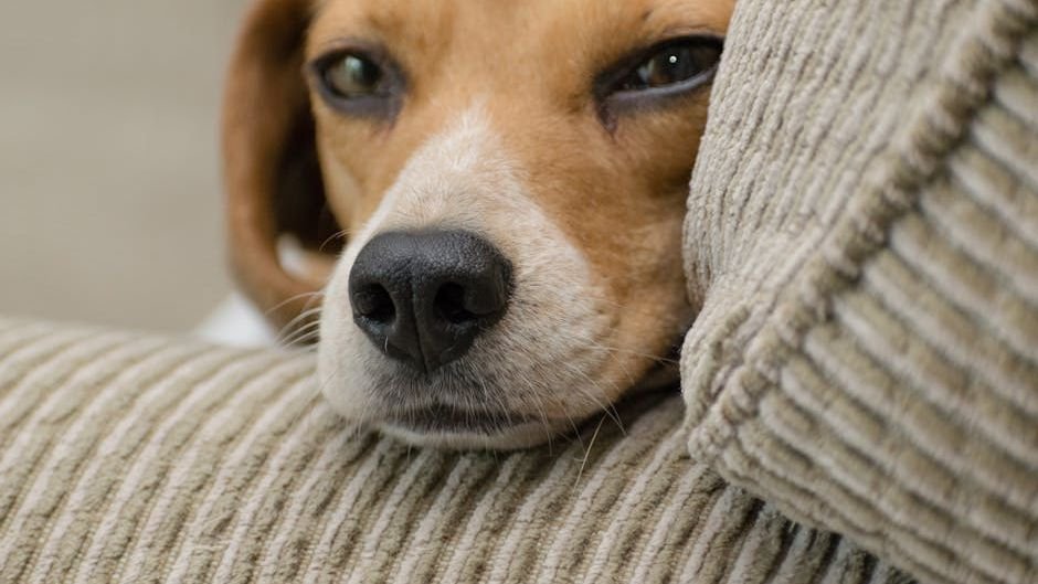 10 Fascinating Facts About Your Dog's Nose and Sense of Smell