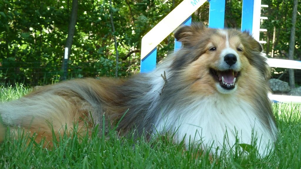 8 Dog Breeds That Excel at Agility Training and Canine Sports